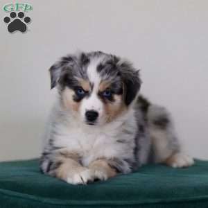 Hunter, Miniature Australian Shepherd Puppy